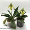 paphiopedilum venustum alba X self (3)